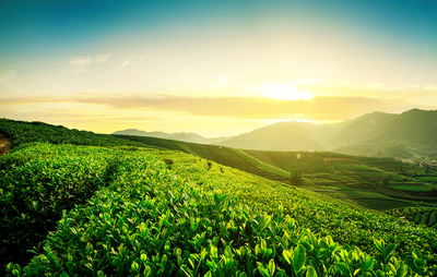 豌青綠茶為山東茶業(yè)發(fā)展注入新活力