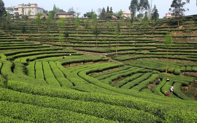四川洪雅縣 茶文旅融合激活綠色經濟，昔日茶園變身魅力景區